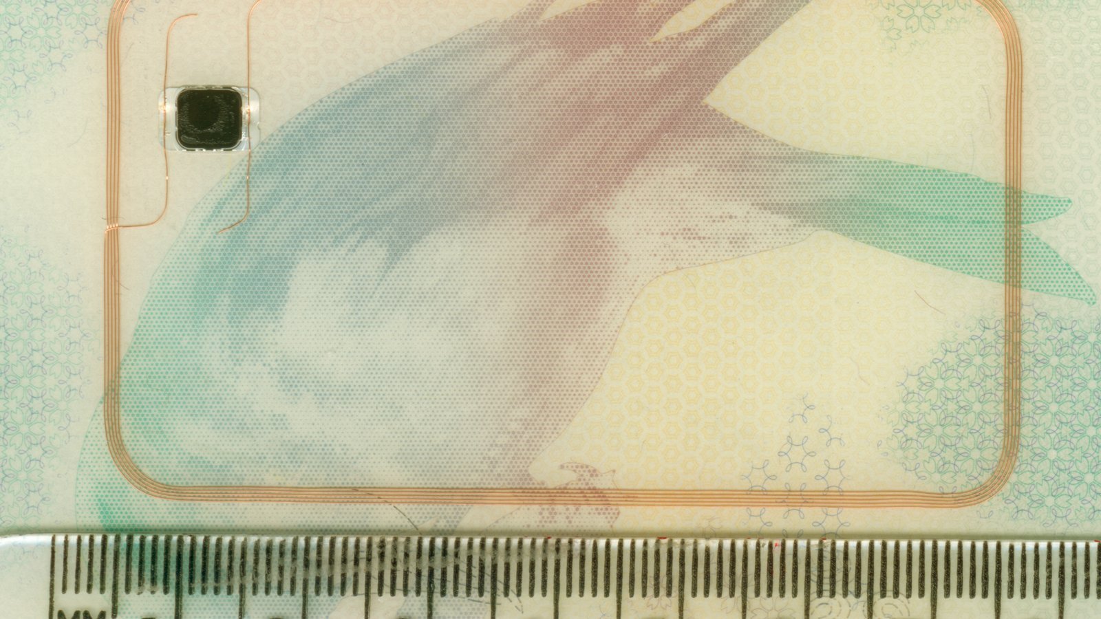 The RFID chip and antenna loop inside a British biometric passport, with a ruler for scale (illustrative) — Photo: Mike1024, public domain, via Wikimedia Commons