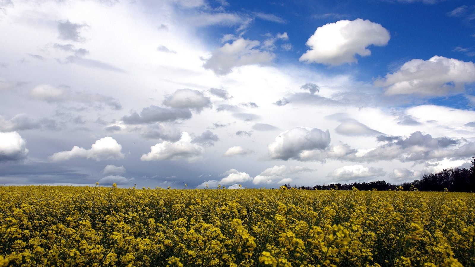 A flowering canola field in Alberta under a summer sky (illustrative) — Photo: Darren Kirby, CC BY-SA 2.0, via Wikimedia Commons