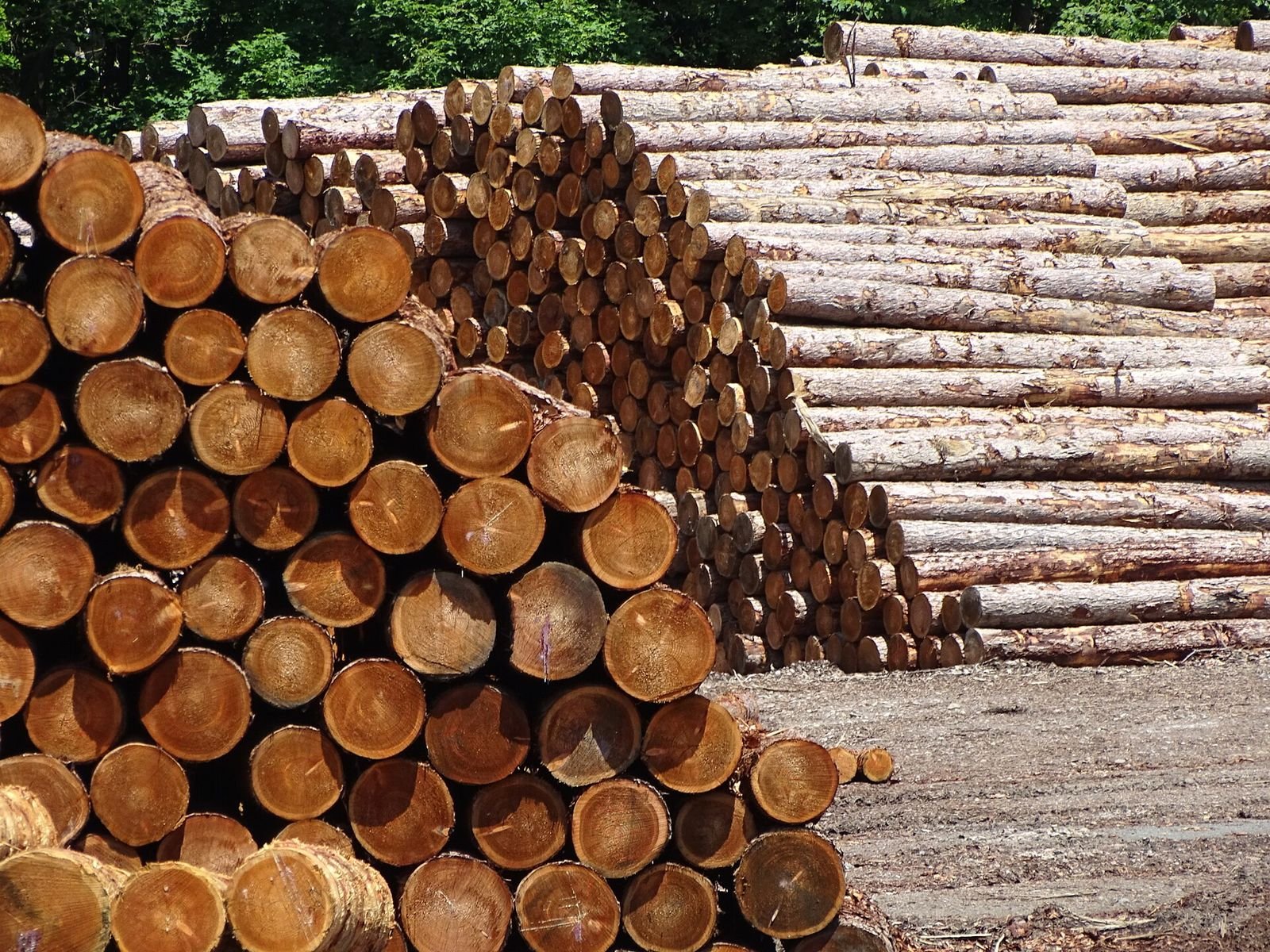 Stacked softwood logs in a lumber yard (illustrative) — Photo: Adam Jones, CC BY-SA 2.0