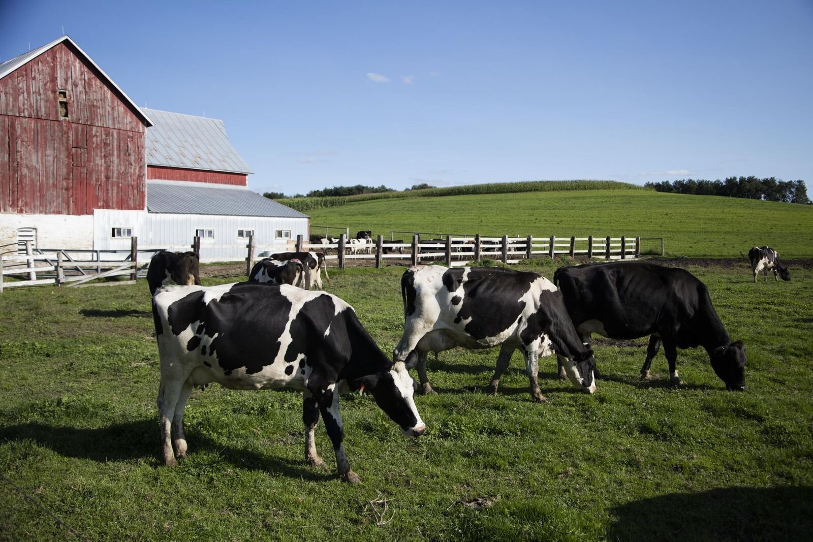 Dunnum Family dairy farm near Westby, Vernon County, Wisconsin — Photo: Carol M. Highsmith, public domain
